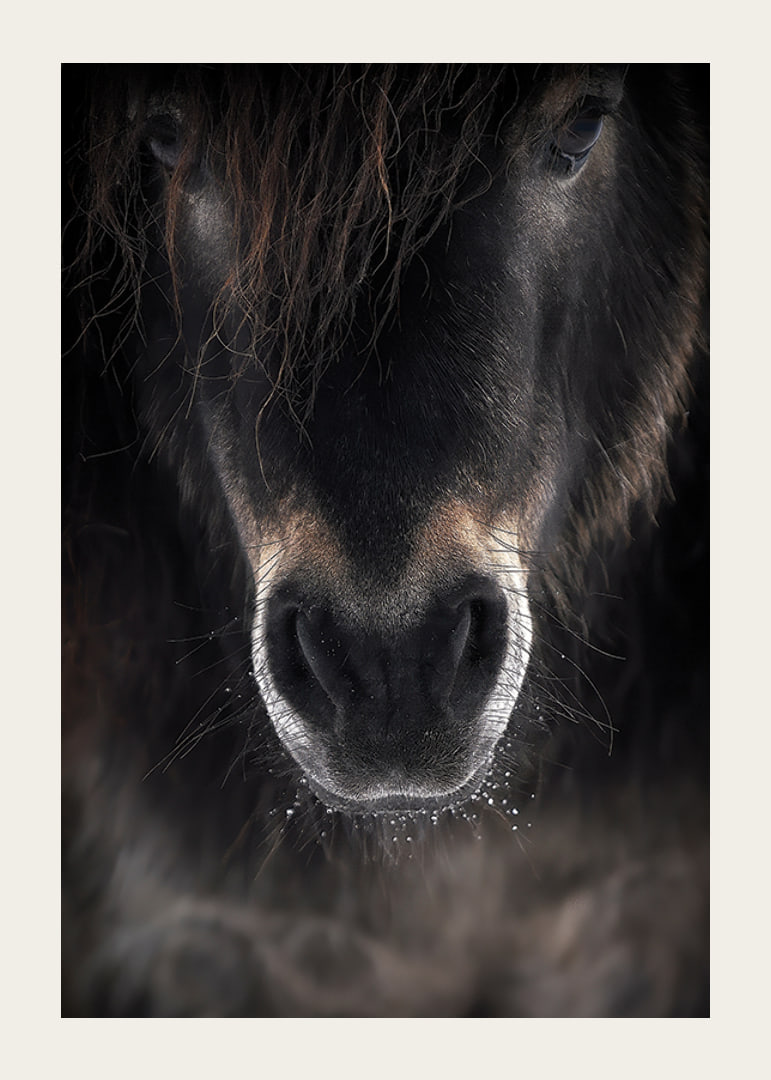 Close-up of horse mule in dark brown and black tones-12