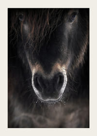 Prim-plan al unui catâr în tonuri de maro închis și negru-5