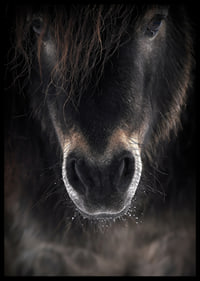 Close-up of horse mule in dark brown and black tones-6