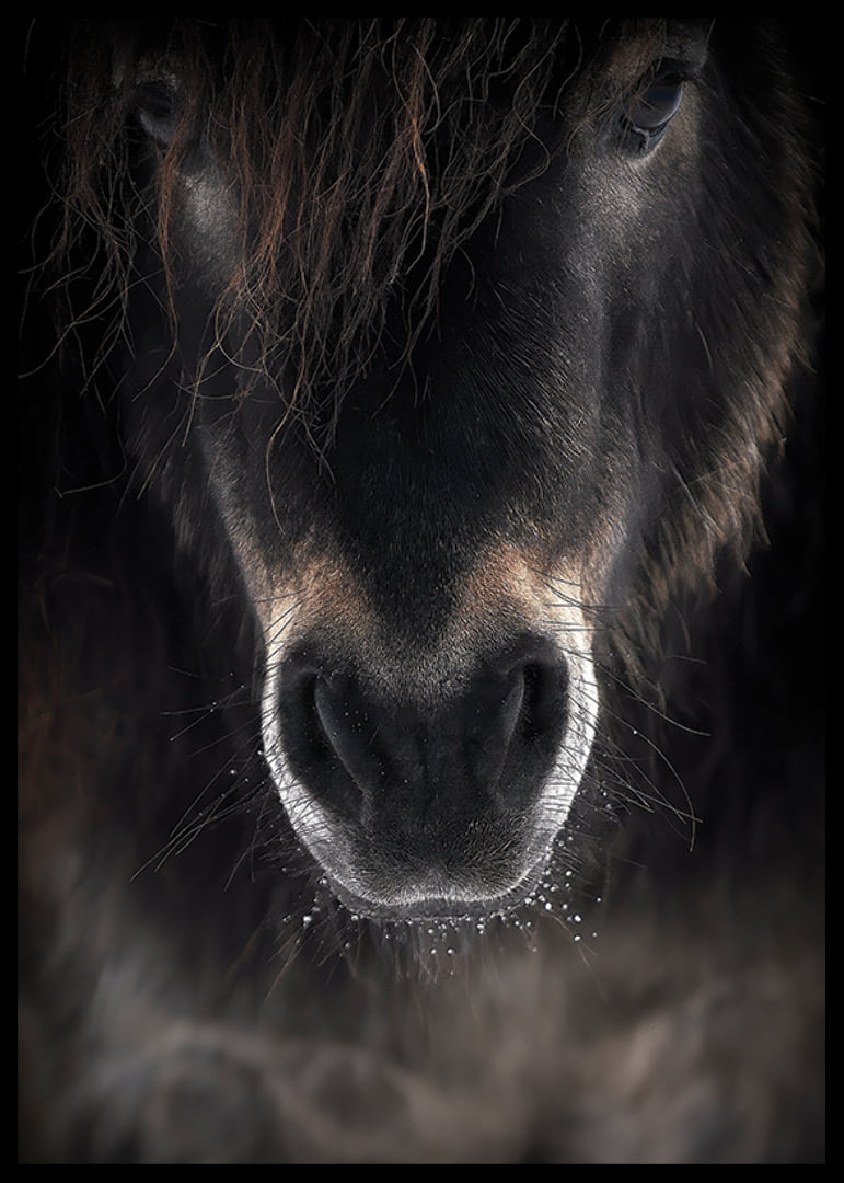 Close-up of horse mule in dark brown and black tones-12