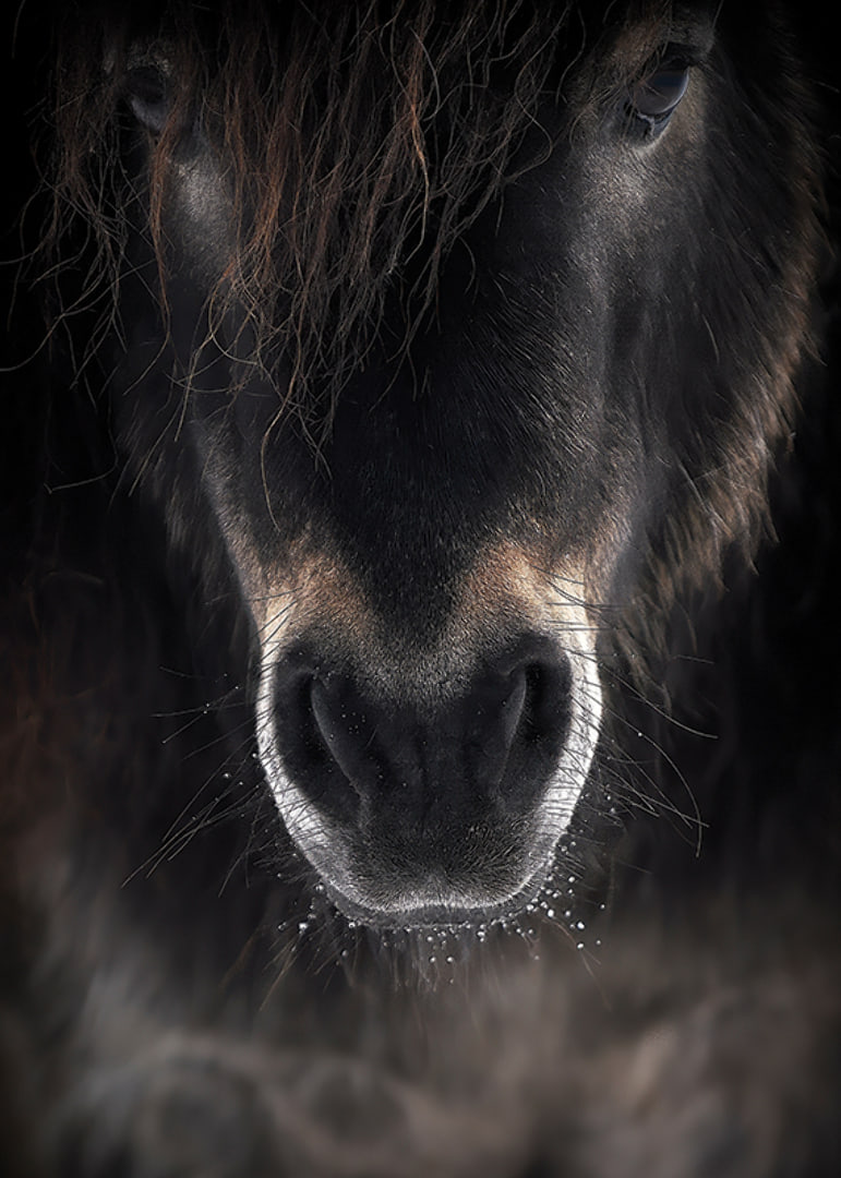 Close-up of horse mule in dark brown and black tones-12