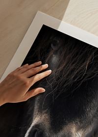 Horse Mule-5