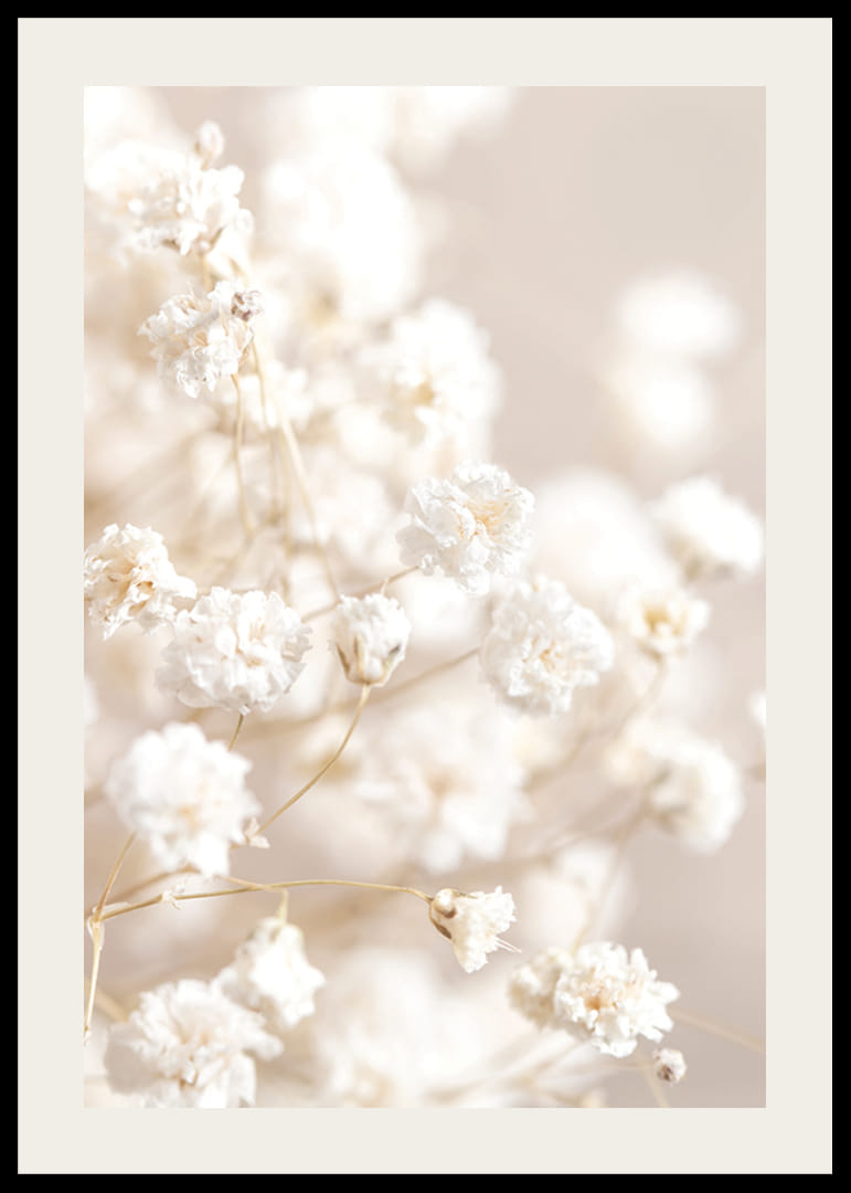 Närbild av vita brudslöja-blommor mot beige bakgrund-12