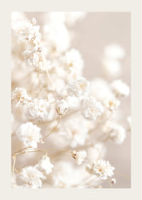 Närbild av vita brudslöja-blommor mot beige bakgrund-3