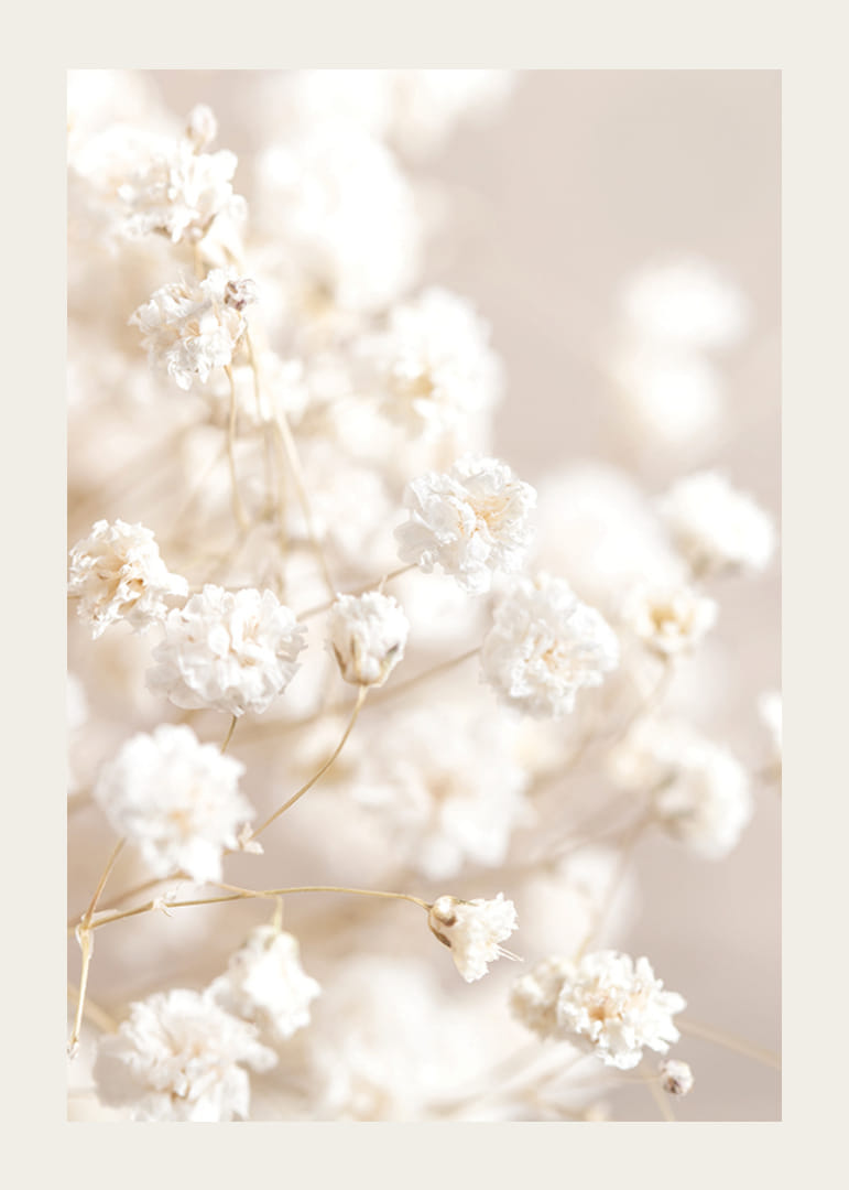 Närbild av vita brudslöja-blommor mot beige bakgrund-12