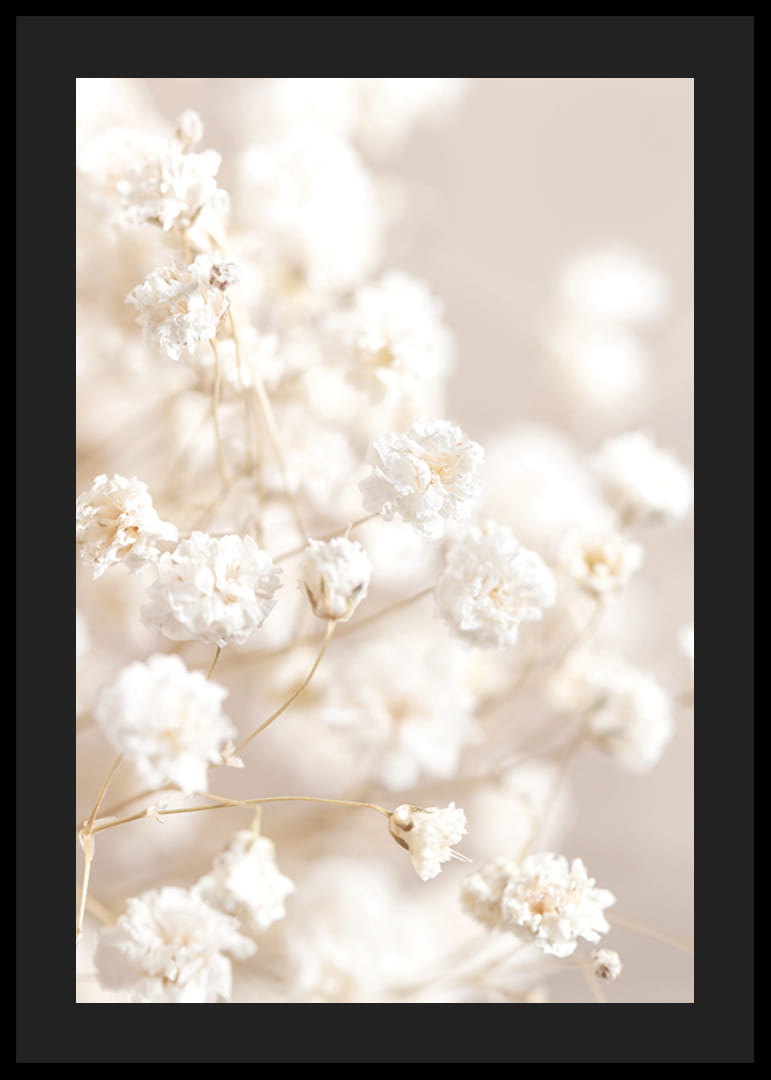 Närbild av vita brudslöja-blommor mot beige bakgrund-12