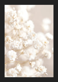 Närbild av vita brudslöja-blommor mot beige bakgrund-5