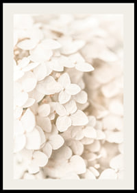 Close-up of white hydrangea flowers with soft beige tones-2