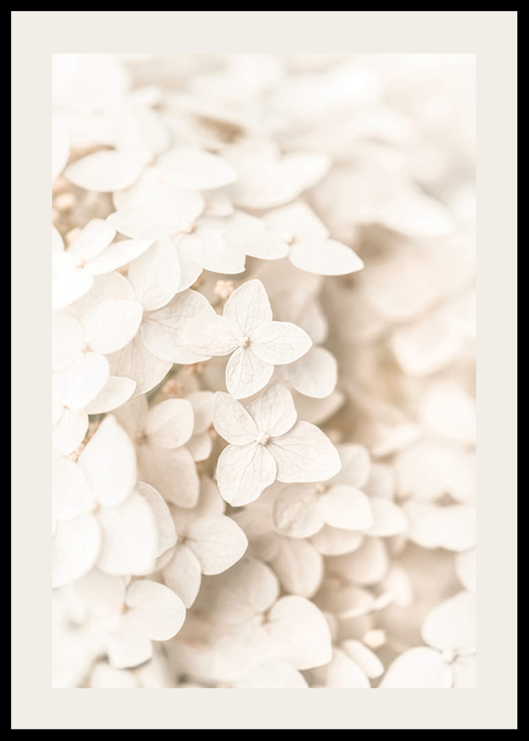 Close-up of white hydrangea flowers with soft beige tones-12