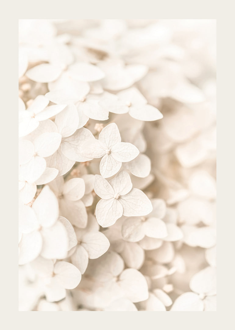 Close-up of white hydrangea flowers with soft beige tones-12
