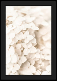 Close-up of white hydrangea flowers with soft beige tones-4