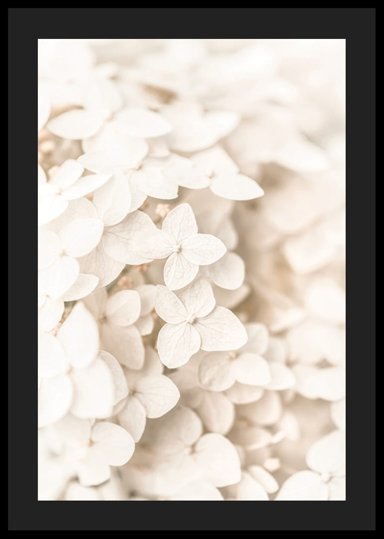 Close-up of white hydrangea flowers with soft beige tones-12