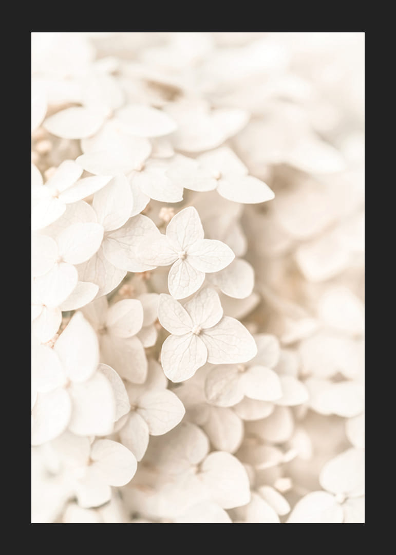 Close-up of white hydrangea flowers with soft beige tones-12