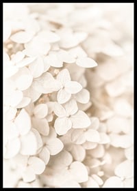 Close-up of white hydrangea flowers with soft beige tones-6