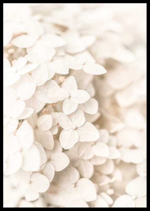 Close-up of white hydrangea flowers with soft beige tones-12