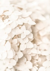 Close-up of white hydrangea flowers with soft beige tones-7