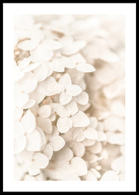 Close-up of white hydrangea flowers with soft beige tones-0