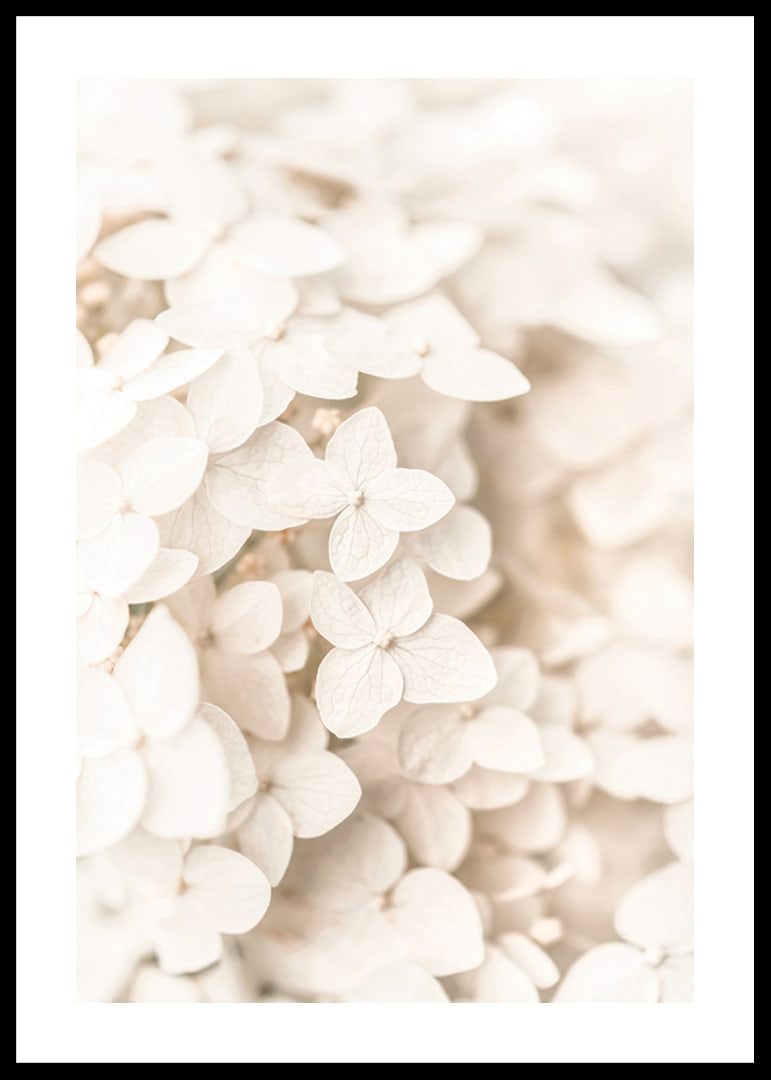 Close-up of white hydrangea flowers with soft beige tones-12