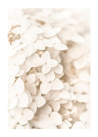 Close-up of white hydrangea flowers with soft beige tones-1