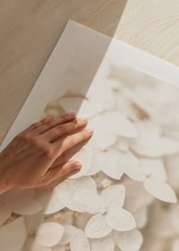 Close-up of white hydrangea flowers with soft beige tones-9