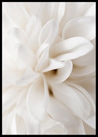 Close-up of white flower with soft petals in beige tones-6