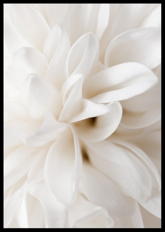 Close-up of white flower with soft petals in beige tones-12