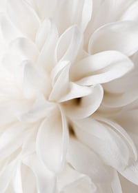 Close-up of white flower with soft petals in beige tones-7