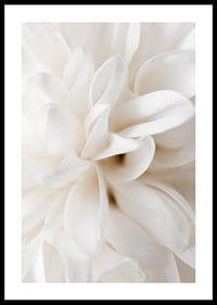 Close-up of white flower with soft petals in beige tones-0