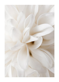 Close-up of white flower with soft petals in beige tones-1