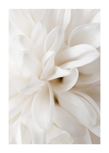 Poster Boho Flowers No2