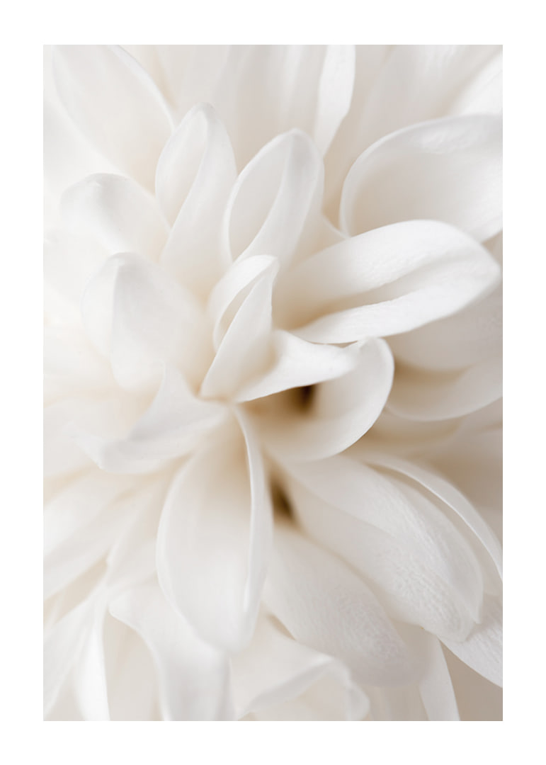 Close-up of white flower with soft petals in beige tones-12