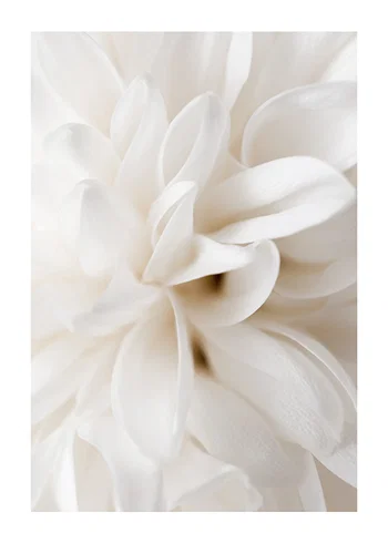 Poster Boho Flowers No2
