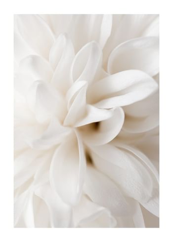 Poster Boho Flowers No2