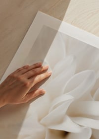 Close-up of white flower with soft petals in beige tones-9