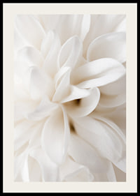 Close-up of white flower with soft petals in beige tones-2