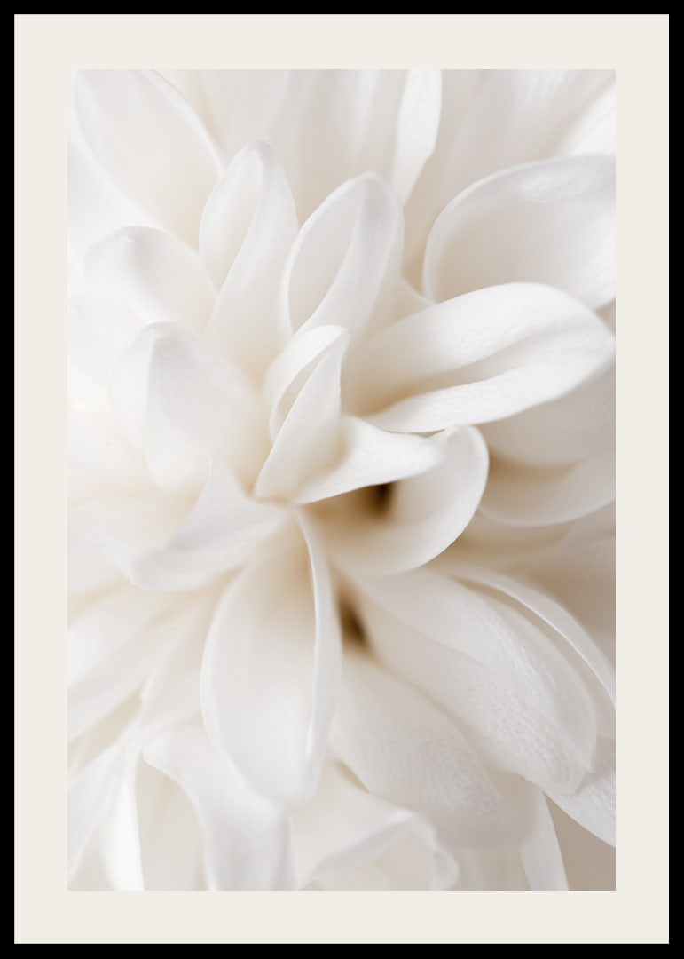 Close-up of white flower with soft petals in beige tones-12