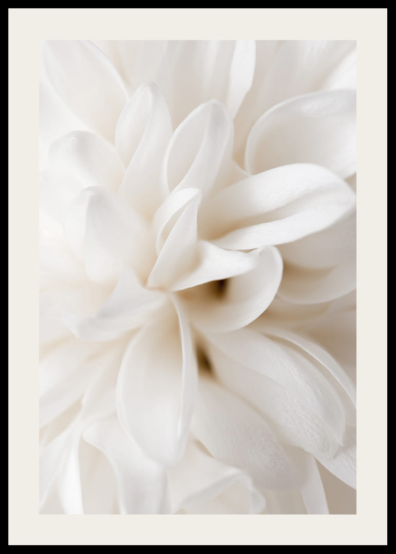 Närbild av vit blomma med mjuka kronblad i beige toner-12