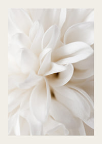 Close-up of white flower with soft petals in beige tones-3