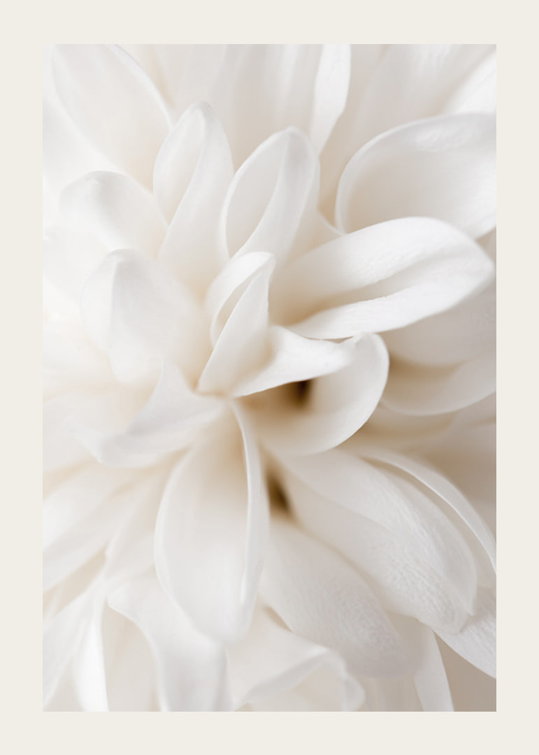 Close-up of white flower with soft petals in beige tones-12