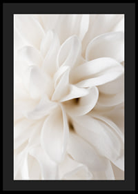 Close-up of white flower with soft petals in beige tones-4