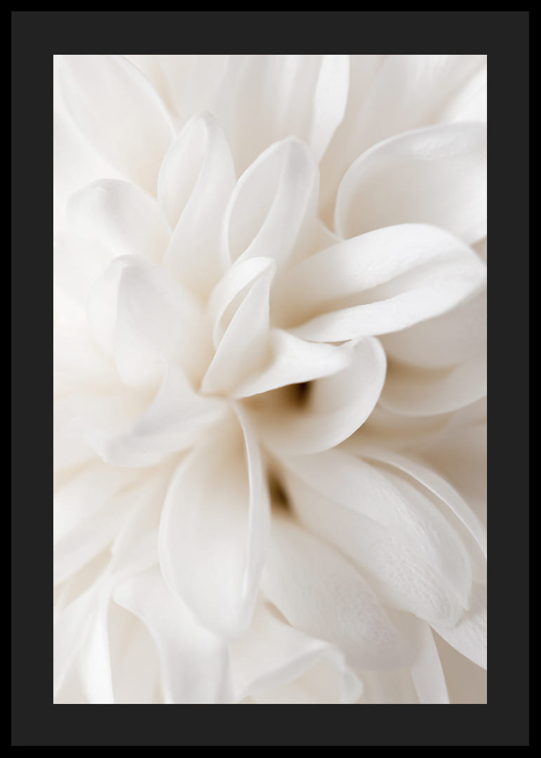 Närbild av vit blomma med mjuka kronblad i beige toner-12