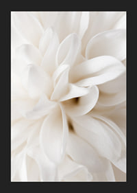 Close-up of white flower with soft petals in beige tones-5