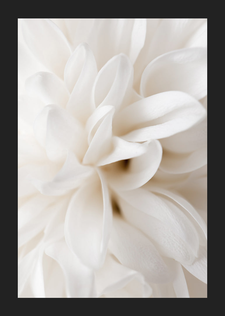 Close-up of white flower with soft petals in beige tones-12