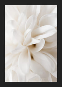 Närbild av vit blomma med mjuka kronblad i beige toner-5