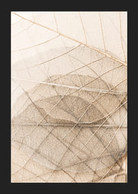 Close-up van dunne bladeren in lagen met fijne nerven, beige tinten-5