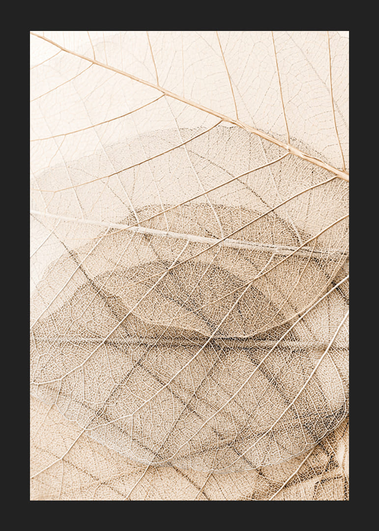 Close-up van dunne bladeren in lagen met fijne nerven, beige tinten-12