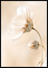 Close-up of white spring flowers against soft beige background-6
