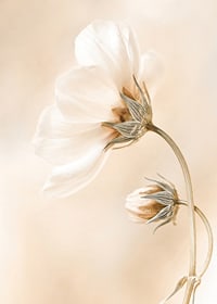 Close-up of white spring flowers against soft beige background-7