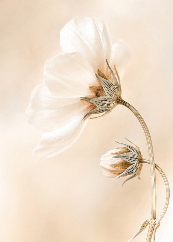 Close-up of white spring flowers against soft beige background-12