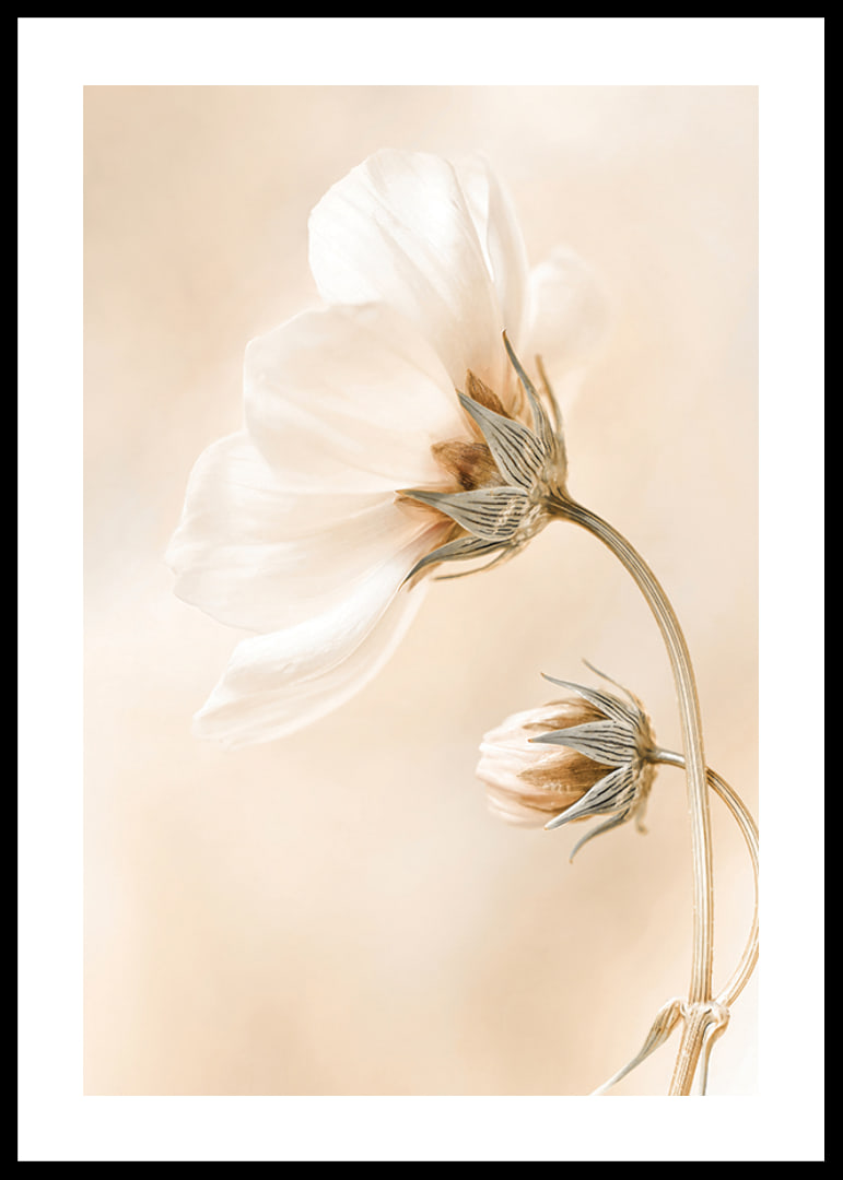 Close-up of white spring flowers against soft beige background-12